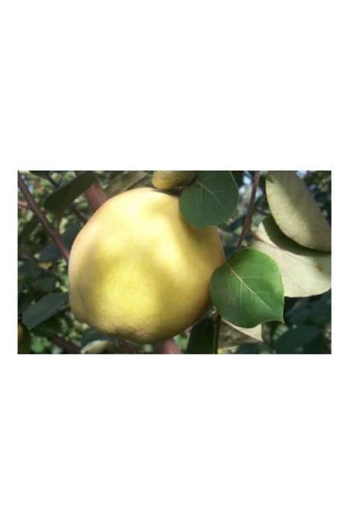 TAŞKAR PEYZAJ Ekmek -tatlı- Ayva Fidanı Aşılı ( 2 Yaş \ Tüplü \ 80-100 Cm ) ürün görseli