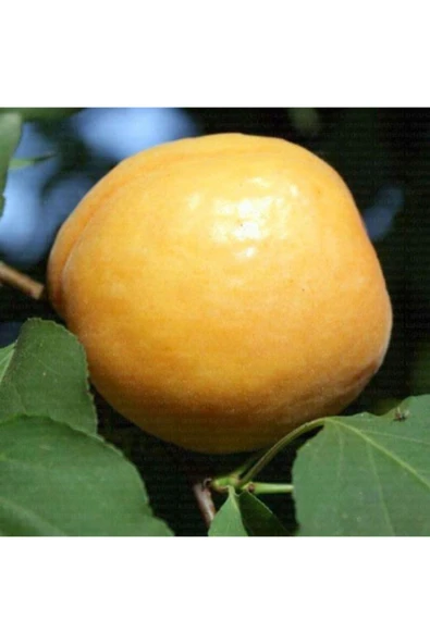 TAŞKAR PEYZAJ Tokaloğlu Kayısı Fidanı Aşılı ( 2 Yaş \ Tüplü \ 80-100 Cm ) ürün görseli