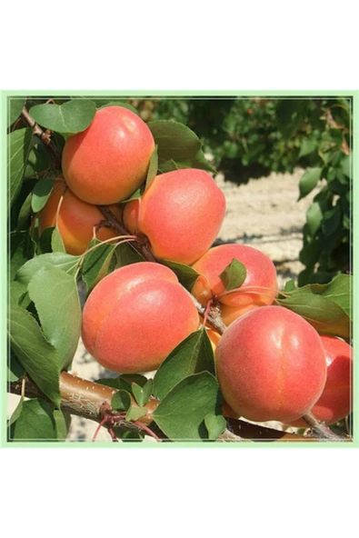 TAŞKAR PEYZAJ Mogador Kayısı Fidanı Aşılı ( 2 Yaş \ Açık Köklü \ 80-100 Cm ) ürün görseli