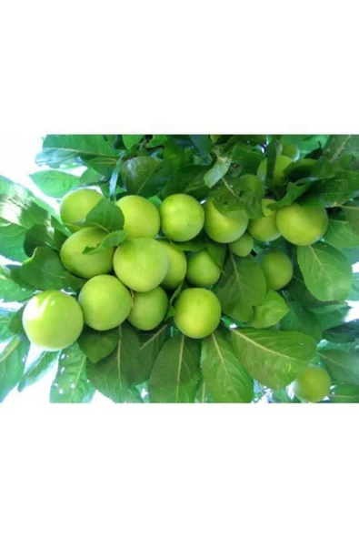 TAŞKAR PEYZAJ Papaz Erik Fidanı Aşılı ( 2 Yaş \ Tüplü \ 80-100 Cm ) ürün görseli