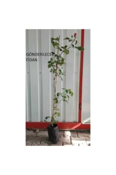 TAŞKAR PEYZAJ Ebruli (2 Renk)sarmaşık Gül Fidanı (yediveren - Tüplü) ürün görseli