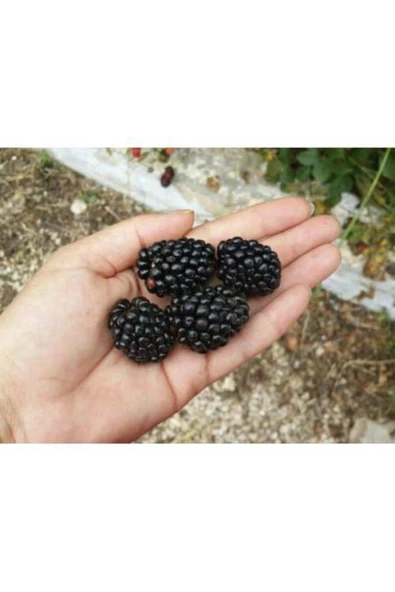 TAŞKAR PEYZAJ Jumbo Böğürtlen Fidanı ( Dikensiz ) Tüplü \ 30-60 Cm ürün görseli