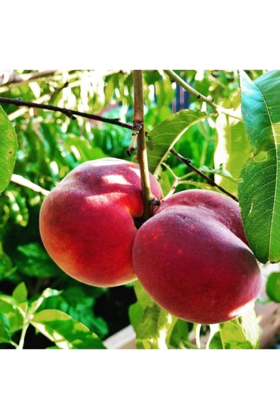 TAŞKAR PEYZAJ Red Elegant Şeftali Fidanı Aşılı ( 2 Yaş \ Tüplü \ 80-100 Cm ) ürün görseli