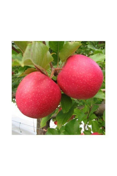 TAŞKAR PEYZAJ Pink Lady (PEMBE) Elma Fidanı Aşılı ( 2 Yaş \ Tüplü \ 70-100 Cm ) ürün görseli