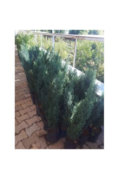 TAŞKAR PEYZAJ Elvudi Çamı ( 50 - 70 Cm ) ürün görseli