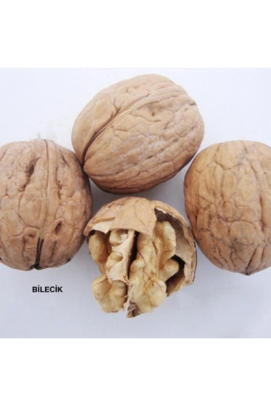 TAŞKAR PEYZAJ Bilecik Ceviz Fidanı Aşılı ( Açık Köklü \ 60-80 Cm ) ürün görseli