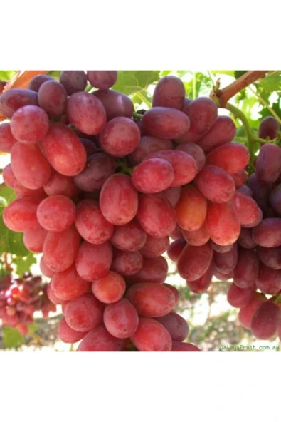 TAŞKAR PEYZAJ Crimson Kırmızı Üzüm - Asma Fidanı ( 30-50 Cm ) ürün görseli