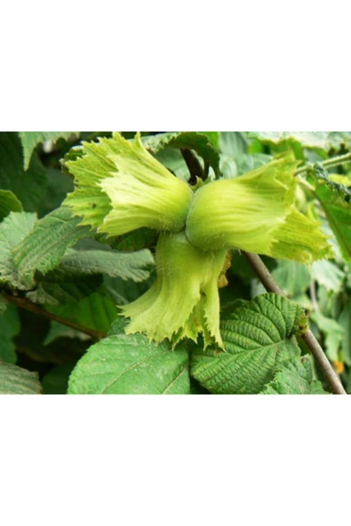 TAŞKAR PEYZAJ Uzun Fındık Fidanı ( Tüplü \ 30-50 Cm ) ürün görseli