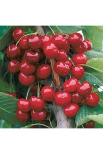 TAŞKAR PEYZAJ Lambert Kiraz Fidanı ( Aşılı - 2 Yaş ) - Tüplü - 100-120 Cmlambe ürün görseli