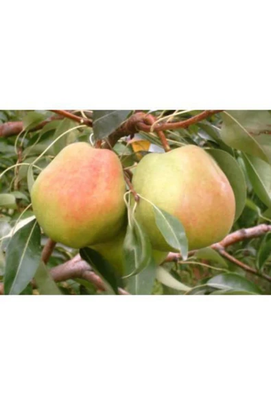 TAŞKAR PEYZAJ Tüplü  Aşılı 2 Yaş Deveci Armut Fidanı  100-120 cm ürün görseli