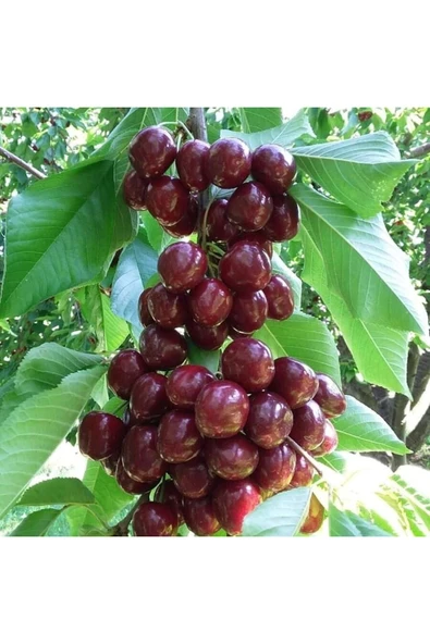 TAŞKAR PEYZAJ Stella Kiraz Fidanı Aşılı ( 2 Yaş-açık Köklü\ 80-100 Cm ) - 1