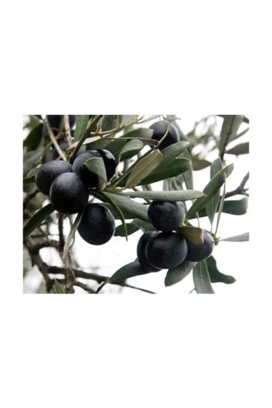 TAŞKAR PEYZAJ Gemlik Siyah Zeytin Fidanı ( Tüplü ) 60-80 Cm ürün görseli