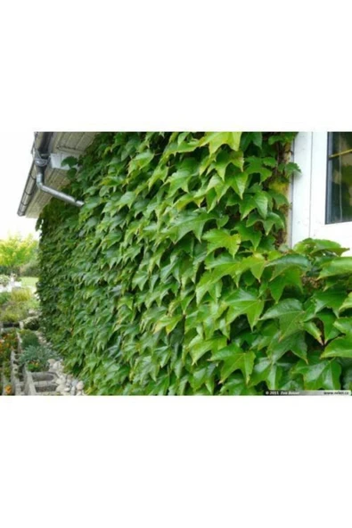 TAŞKAR PEYZAJ Amerikan Sarmaşığı Fidanı ( Tüplü ) 50-80 Cm ürün görseli