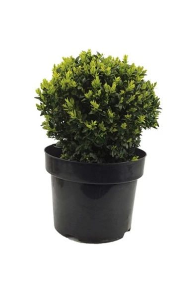 TAŞKAR PEYZAJ Buxus Sempervirens Şimşir Fidanı 20-30 Cm 1 Adet ürün görseli