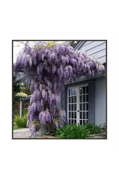 TAŞKAR PEYZAJ Saksılı Mor Salkım Fidanı 100 150 cm ürün görseli