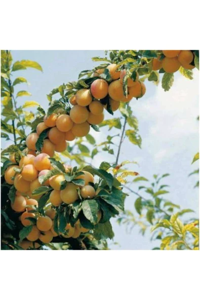 TAŞKAR PEYZAJ Malatya Kayısı Fidanı Aşılı ( 2 Yaş \ Tüplü \ 80-100 Cm ) ürün görseli