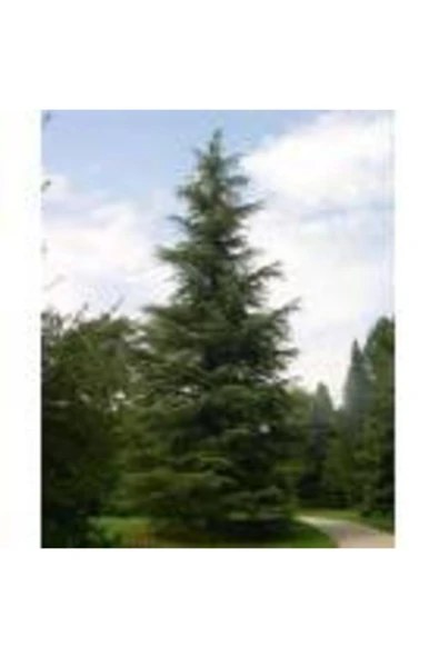 TAŞKAR PEYZAJ Sedir Selvi Çam Fidanı ( Tüplü ) 80-120 Cm ürün görseli