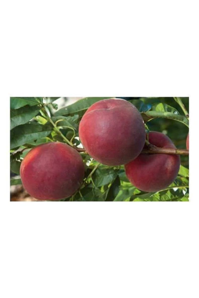TAŞKAR PEYZAJ Early Red Şeftali Fidanı Aşılı ( 2 Yaş \tüplü \ 80-100 Cm ) ürün görseli