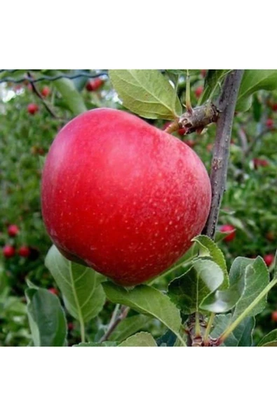 TAŞKAR PEYZAJ Gala Elma Fidanı ( Aşılı - 2 Yaş ) - Tüplü - 100-120 Cm ürün görseli