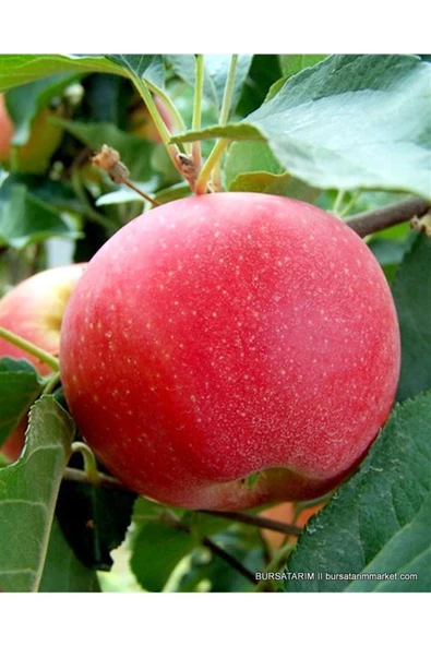 TAŞKAR PEYZAJ Fuji Elma Fidanı Aşılı ( 2 Yaş \ Açık Köklü \ 80-100 Cm ) ürün görseli