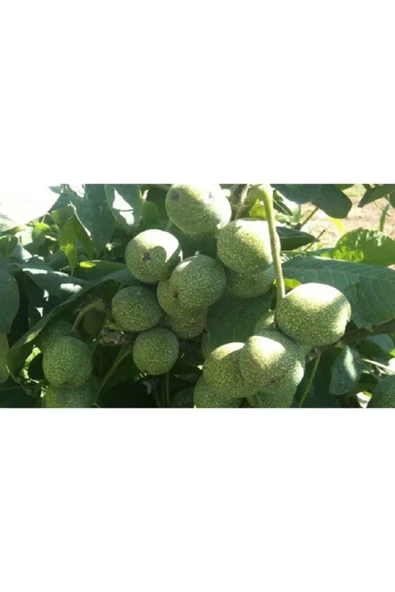 TAŞKAR PEYZAJ Yalova Ceviz Fidanı Aşılı ( Tüplü \ 40-60 Cm ) ürün görseli