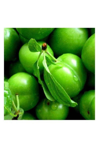 TAŞKAR PEYZAJ Can Erik Fidanı Aşılı ( 2 Yaş \ Tüplü \ 80-100 Cm ) ürün görseli