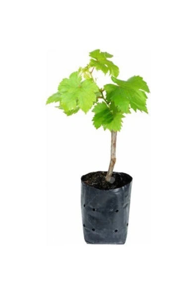 TAŞKAR PEYZAJ Trakya Ilkeren Üzüm Fidanı Tüplüdür - Resim 2