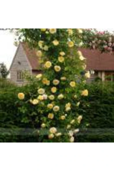 TAŞKAR PEYZAJ Sarı Kokulu Sarmaşık Gül Fidanı 100 cm ürün görseli