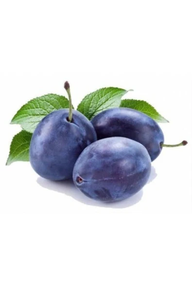 TAŞKAR PEYZAJ Birton-mürdüm Erik Fidanı ( Aşılı - 2 Yaş - Tüplü ) 100-150 ürün görseli