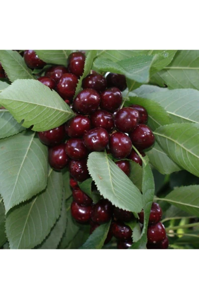 TAŞKAR PEYZAJ Aşılı Kiraz Açık Kök Kiraz Fidanı -early Burlat ürün görseli