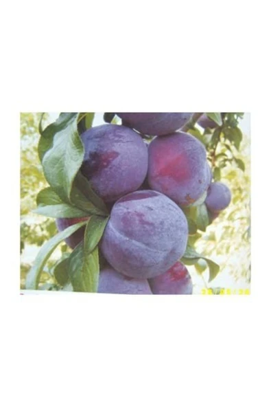 TAŞKAR PEYZAJ Friar Erik Fidanı (aşılı - 2 Yaş - Tüplü) 100-150 Cm ürün görseli