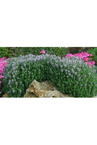 TAŞKAR PEYZAJ Kekik Fidanı Saksılı  20 30 cm - Resim 2