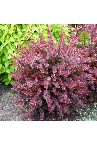 TAŞKAR PEYZAJ Berberis Fidanı TÜPLÜ - 30 CM ürün görseli