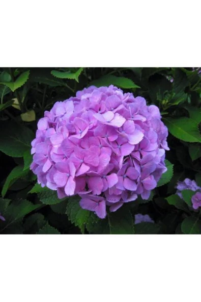TAŞKAR PEYZAJ Mor Ortanca Çiçeği Fidanı ( Tüplü ) - Resim 2