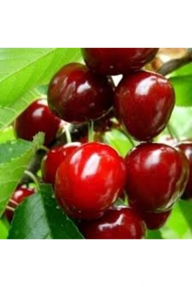 TAŞKAR PEYZAJ Early Burlat Kiraz Fidanı ( Aşılı - 2 Yaş ) - Tüplü - 100-120 Cm ürün görseli