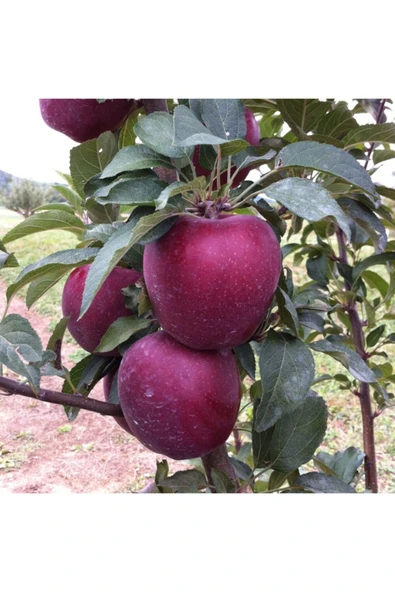 TAŞKAR PEYZAJ Starkrimson Elma Fidanı Aşılı ( 2 Yaş \ Tüplü \ 80-100 Cm ) ürün görseli