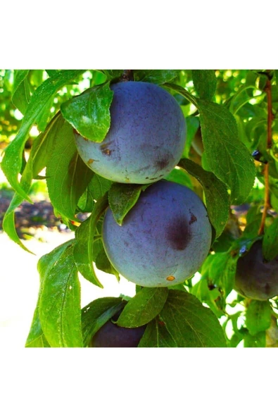 TAŞKAR PEYZAJ Alpha Erik Fidanı Aşılı ( 2 Yaş \ Tüplü \ 80-100 Cm ) ürün görseli