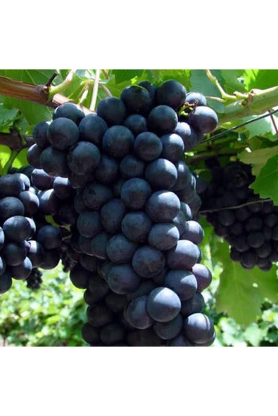 TAŞKAR PEYZAJ Alphonse Üzüm - Asma Fidanı ( 30-50 Cm ) ürün görseli