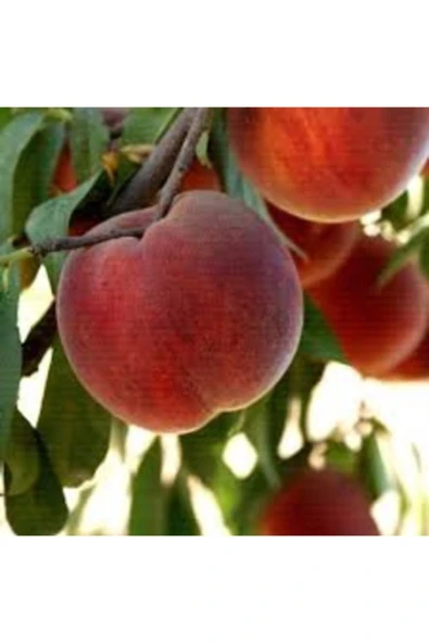 TAŞKAR PEYZAJ Red Elagant Şeftali Fidanı ( Aşılı - 2 Yaş ) - Tüplü - 100-120 Cm ürün görseli