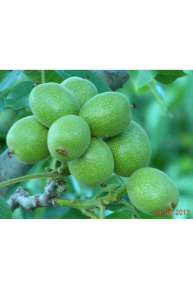 TAŞKAR PEYZAJ Alltay Ceviz Fidanı Aşılı ( Tüplü \ 40-60 Cm ) ürün görseli