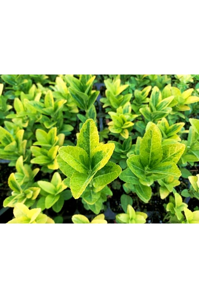 TAŞKAR PEYZAJ Gold Taflan Fidanı ( Saksılı - 20-30 Cm ) ürün görseli