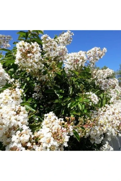 TAŞKAR PEYZAJ Oya Ağacı Fidanı Beyaz ( Tüplü) 60-100 Cm ürün görseli