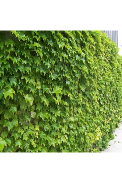 TAŞKAR PEYZAJ Amerikan Sarmaşığı Fidanı ( Tüplü ) 50-80 Cm ürün görseli
