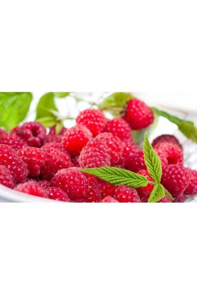 TAŞKAR PEYZAJ Ahududu (FRANBUAZ) Fidanı 30-50 Cm ürün görseli