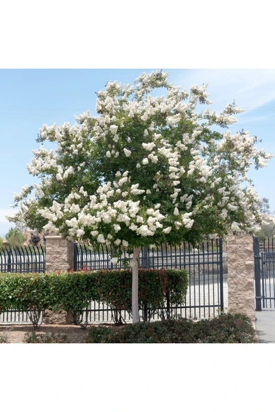 TAŞKAR PEYZAJ BEYAZ OYA AĞACI (60-100 CM ) ürün görseli