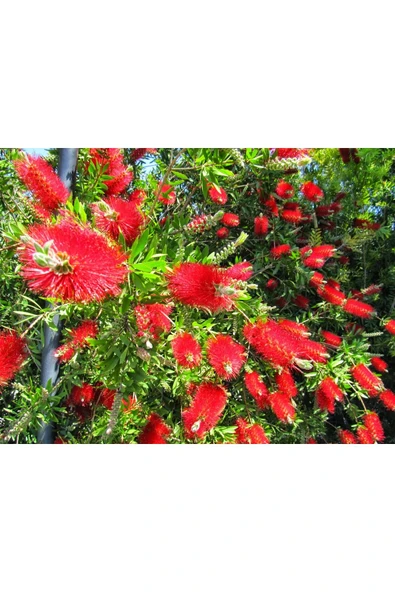 TAŞKAR PEYZAJ Fırça Çalısı Çiçeği Fidanı TÜPLÜ 50-100 CM - 1
