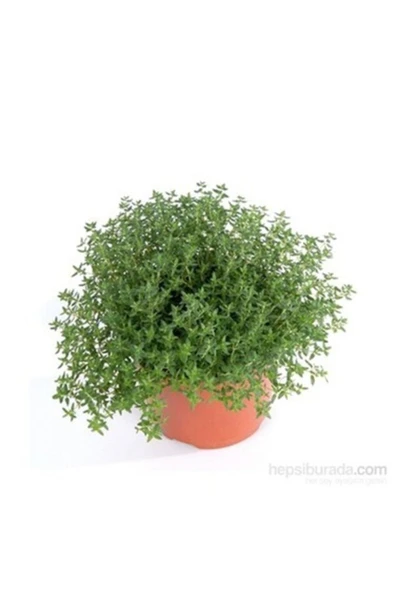 TAŞKAR PEYZAJ Saksılı 20 30 cm Kekik Fidanı ürün görseli