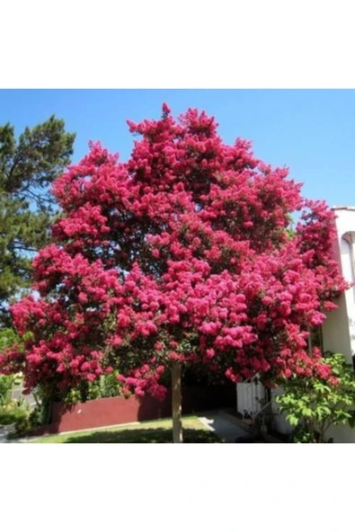 TAŞKAR PEYZAJ Oya Ağacı Fidanı Pembe ( Tüplü) 60-100 Cm ürün görseli