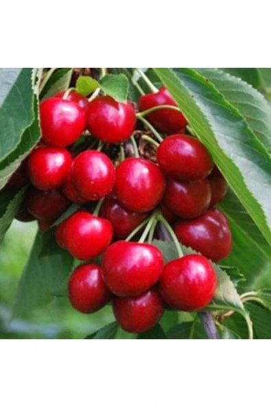 TAŞKAR PEYZAJ Lambert Kiraz Fidanı Aşılı - Tüplü ( 2 Yaş \ 80-100 Cm ) ürün görseli