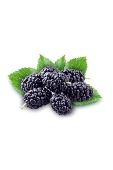 TAŞKAR PEYZAJ Avustralya Siyah Dut Fidanı (aşılı - 2 Yaş) - Tüplü - 80-120 Cm ürün görseli